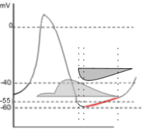 HCN repolarization