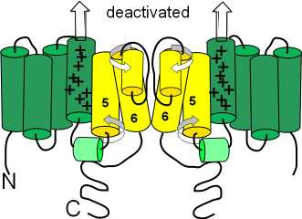 closed HCN channel