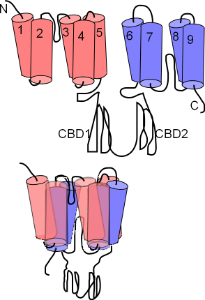 NCX channel