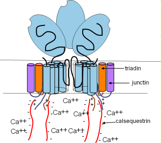 ryanodine receptor