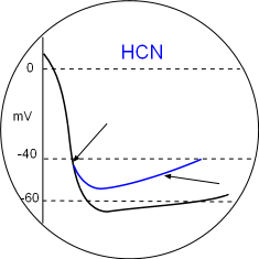 HCN