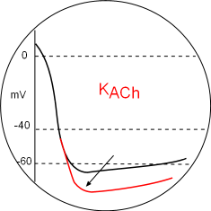 KACh