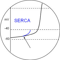 SERCA