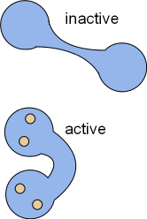 calmodulin