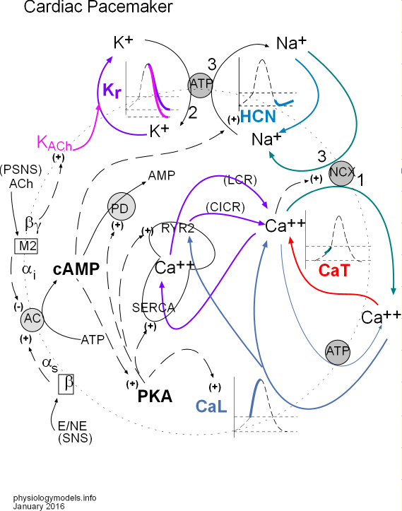 Pacemaker Model