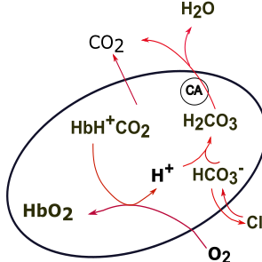 pulmonary RBC