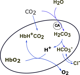 systemic RBC