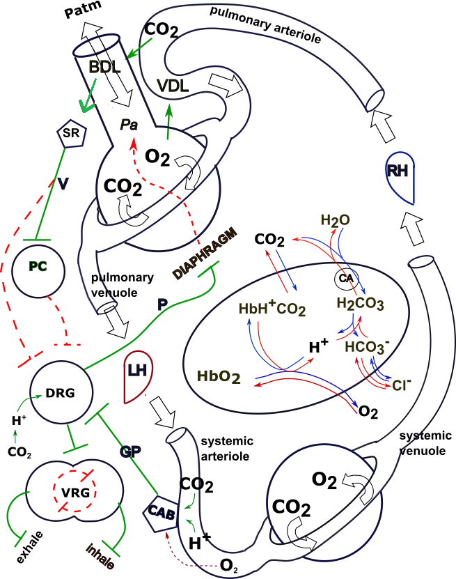 Respiration model