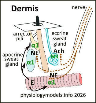 dermis