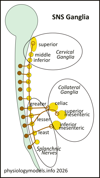 ganglia