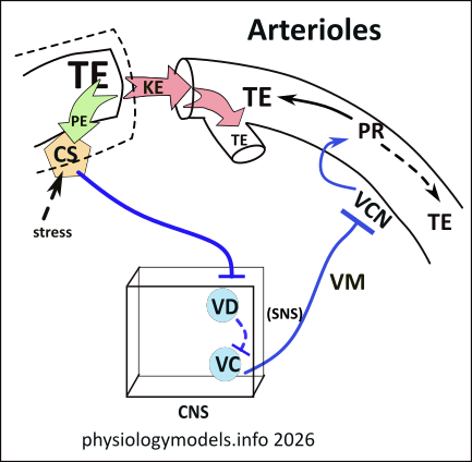 arterioles