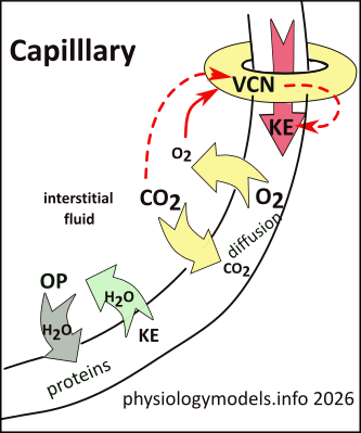 capillaries