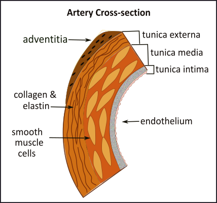 artery