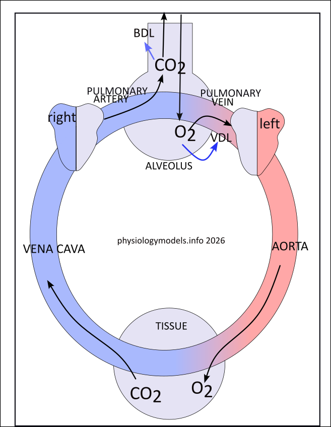 Respiration model